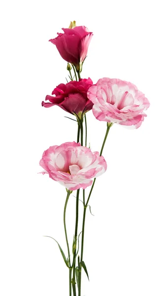 Çiçek eustoma izole — Stok fotoğraf