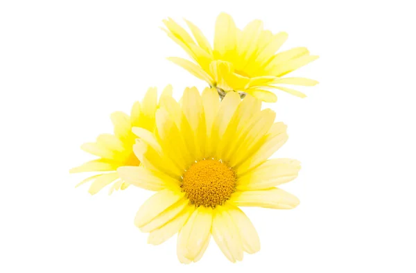 Chamomile isolated — Stock Photo, Image