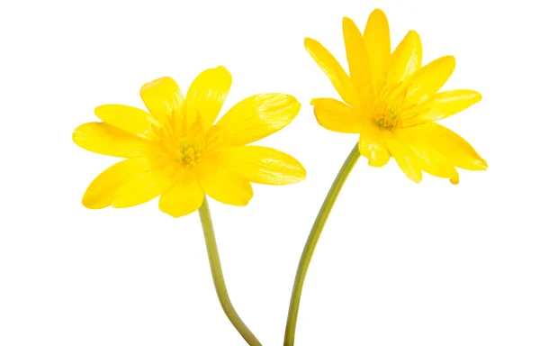 Elszigetelt sárga tavaszi virág — Stock Fotó