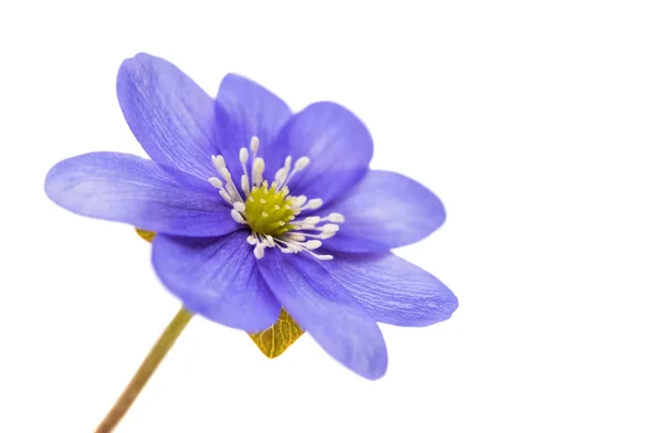 Primavera flor azul isolado — Fotografia de Stock