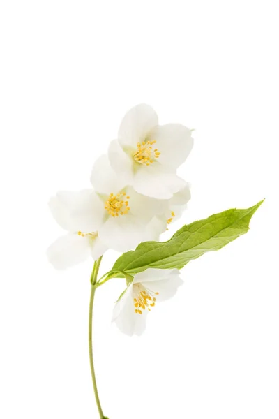 Kwiat jaśminu — Zdjęcie stockowe