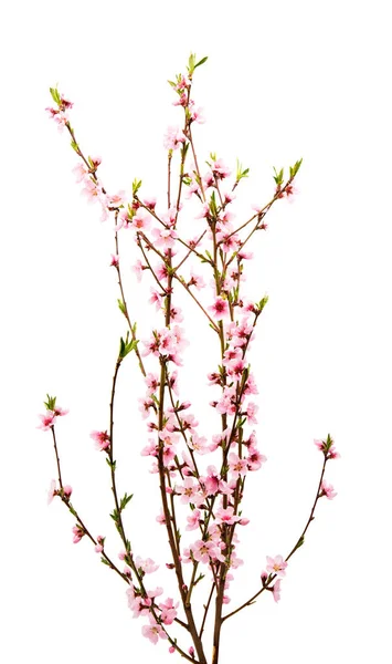 Sakura virágokat elszigetelt — Stock Fotó