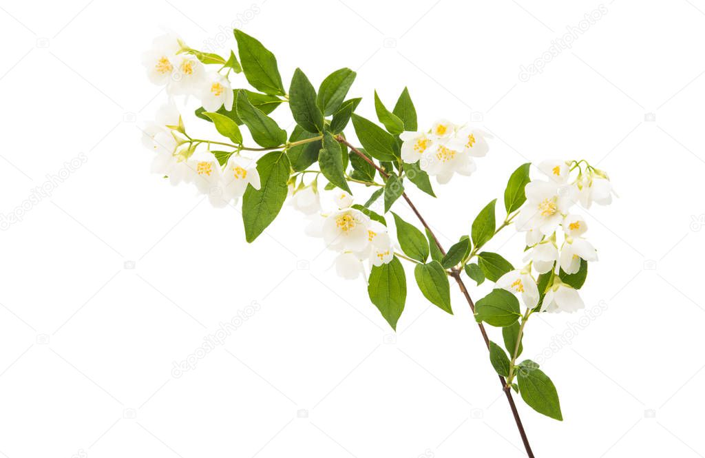 jasmine white flower 