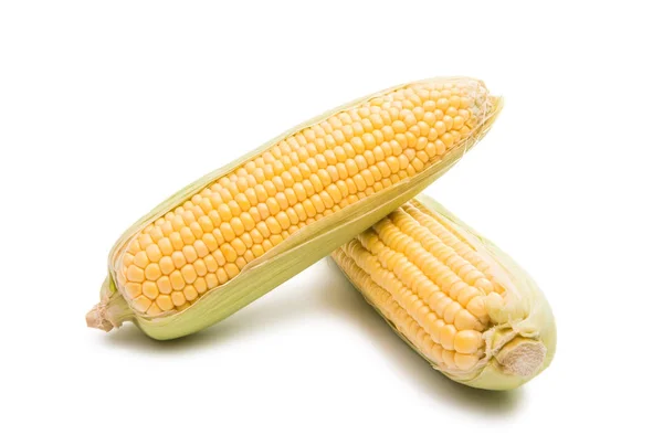 Mazorcas de maíz aisladas —  Fotos de Stock