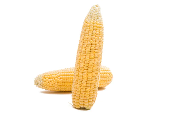 Corn cobs isolated — Stock Photo, Image