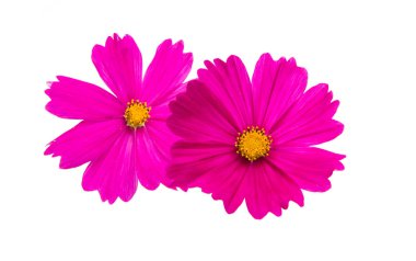 izole bir cosmea bir çiçek 