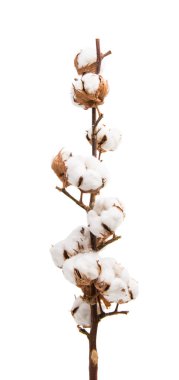 izole pamuk ile şube