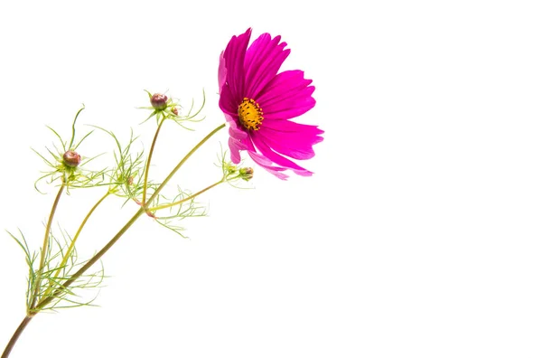 Een bloem van een cosmea geïsoleerd — Stockfoto