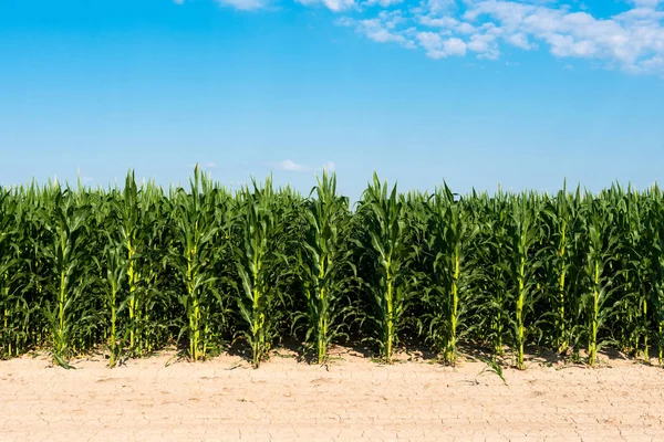 Поле с зеленой кукурузой в солнечный день — стоковое фото