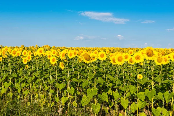 Blooming sunflower field — Stock Photo, Image