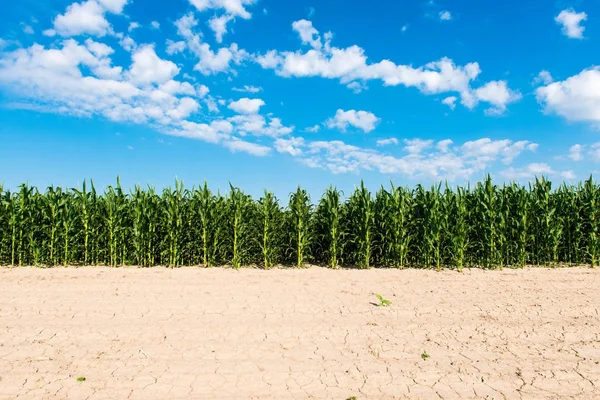 Veld met groene maïs op een zonnige dag — Stockfoto