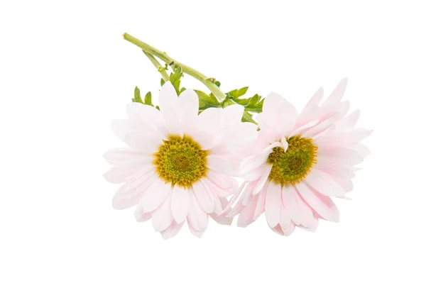 Chryzantema różowa kwiaty na białym tle — Zdjęcie stockowe