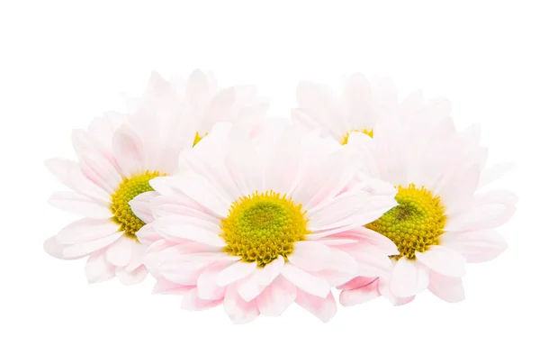 Flores de crisantemo rosa sobre fondo blanco — Foto de Stock