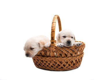 izole labrador yavruları 