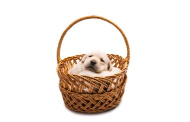izole labrador yavruları 