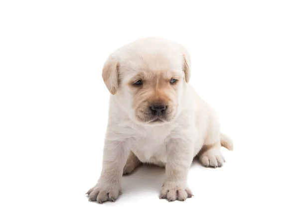 Labrador szczenięta na białym tle — Zdjęcie stockowe