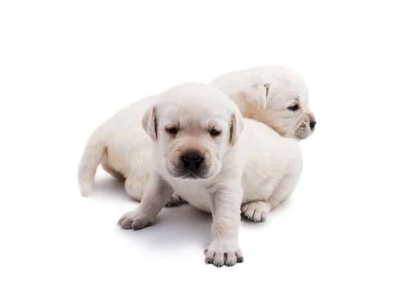 Labrador pups geïsoleerd — Stockfoto