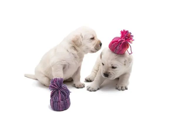 Cuccioli labrador isolati — Foto Stock