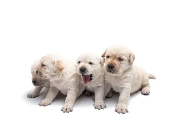 Labrador chiots isolés — Photo