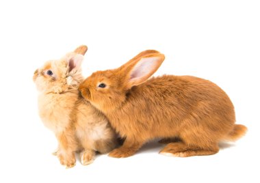 İzole kırmızı tavşan 