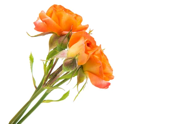 Oranžové růže, samostatný — Stock fotografie
