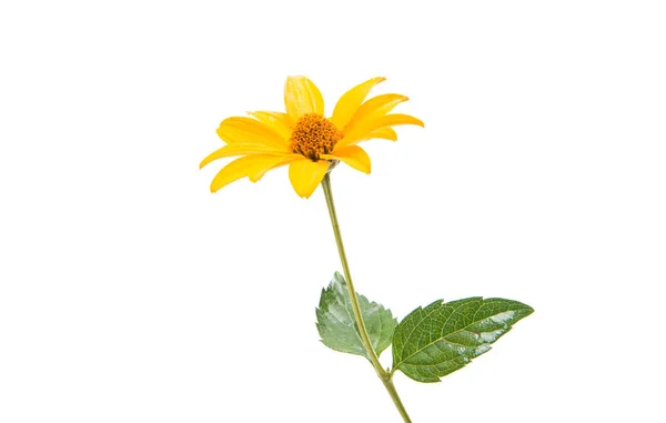 Fleur jaune isolée — Photo