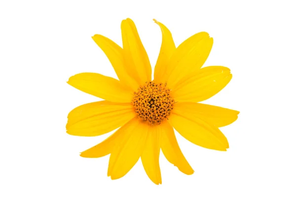 Yellow flower isolated — Stock Photo, Image