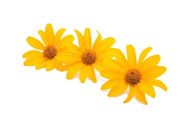 Yellow flower isolated — Stock Photo, Image