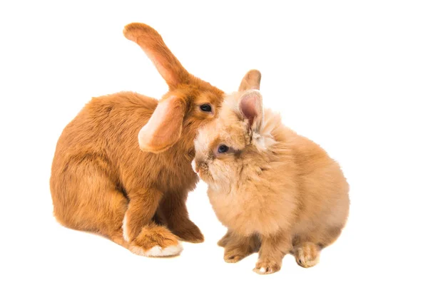 İzole kırmızı tavşan 