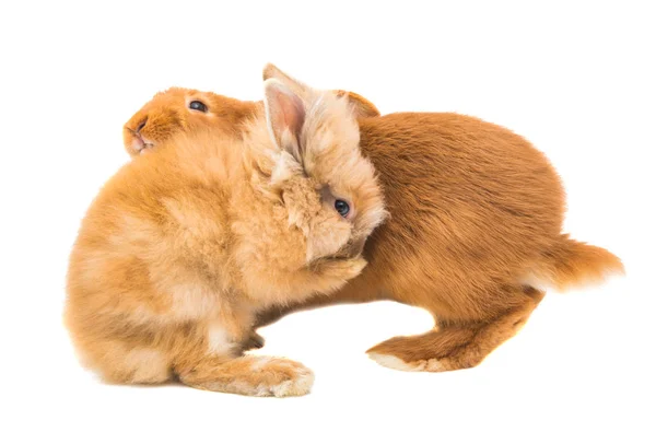 İzole kırmızı tavşan 