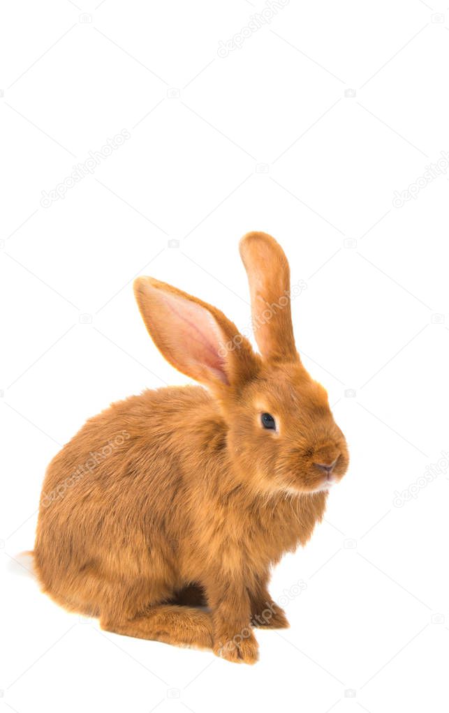 red rabbit isolated 