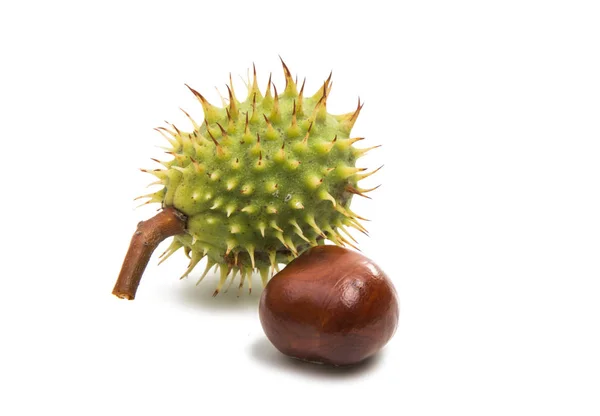 Chestnut isolated — Stock Photo, Image