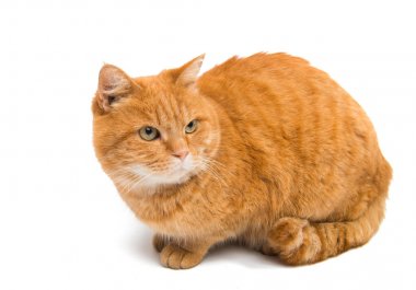 izole kırmızı kedi 