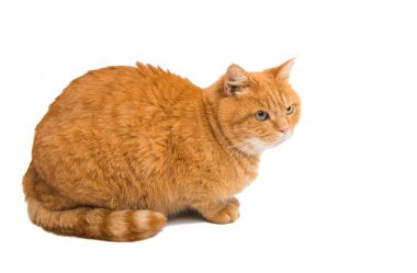 izole kırmızı kedi 