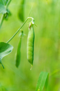 çiftlikte büyüyen yeşil bezelye Pod