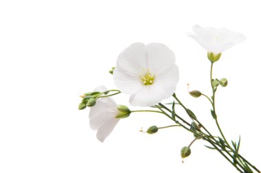 izole beyaz keten çiçekler 