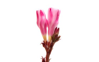 izole pembe zakkum çiçekleri 