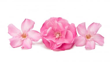 izole pembe zakkum çiçekleri 