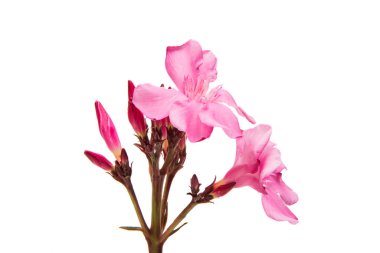 pink oleander flowers isolated  clipart