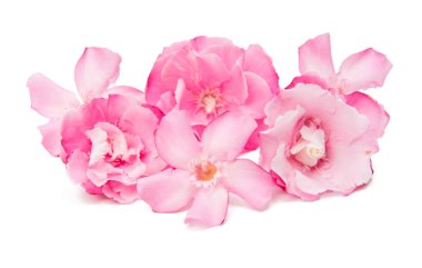 izole pembe zakkum çiçekleri 