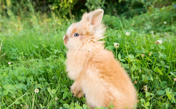 Kanin på grönt gräs — Stockfoto