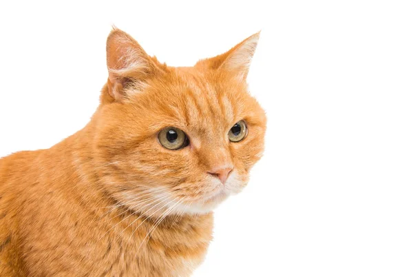 Gato vermelho isolado — Fotografia de Stock