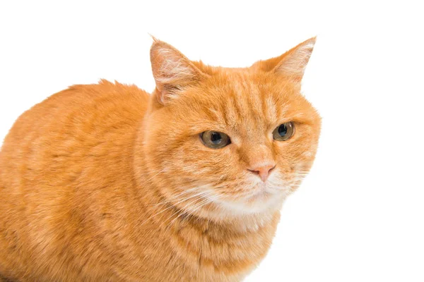 Gatto rosso isolato — Foto Stock