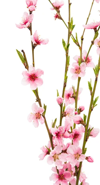 Branch with sakura flowers isolated — Stock Photo, Image