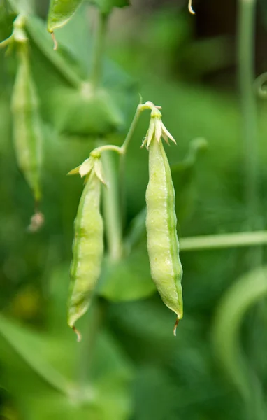 Groene erwten peulen groeien op de boerderij — Stockfoto