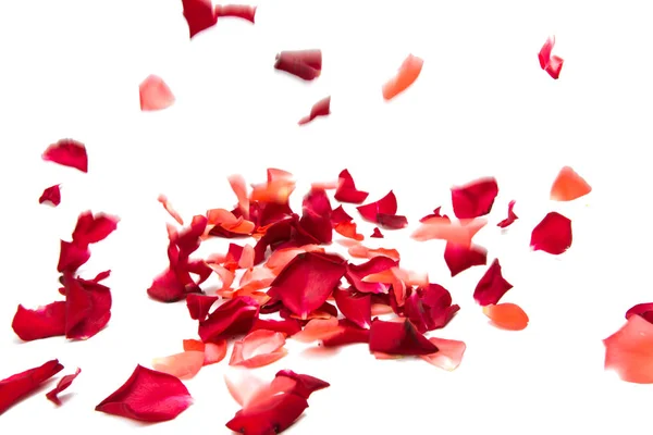 Red rose petals isolated — Stock Photo, Image