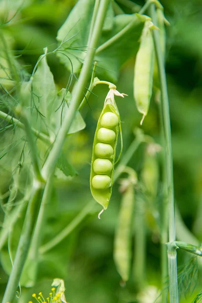Green peas pods growing on the farm — Stock Photo, Image