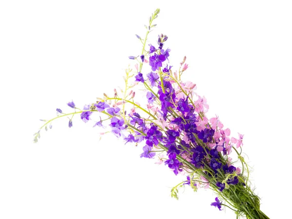 Wild flowers isolated — Stock Photo, Image