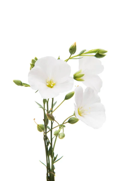 Weiße Flachsblüten isoliert — Stockfoto