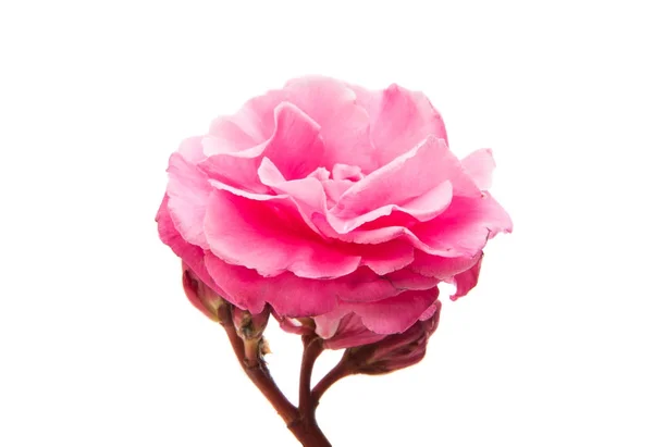 Rosa Oleanderblüten isoliert — Stockfoto